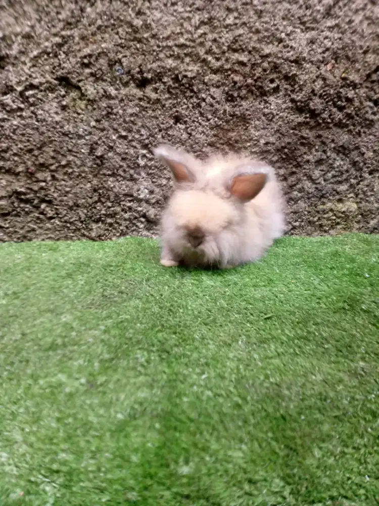 Kelinci English anggora