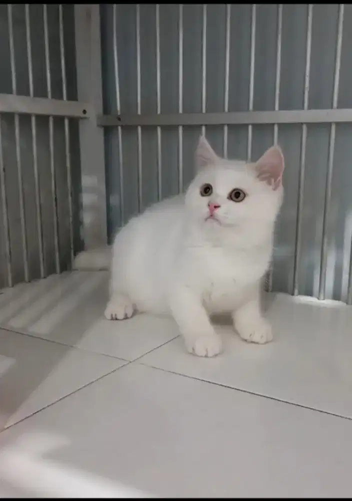 BSH white solid jantan 3,5bulan gembul aktif