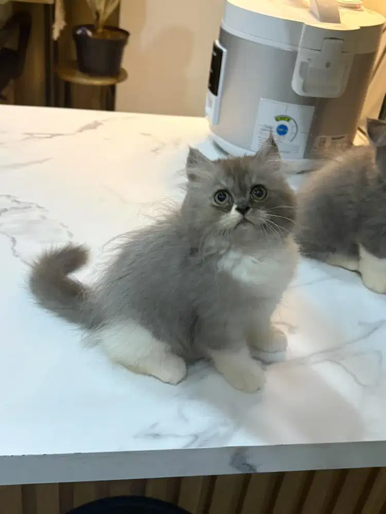 BLH x flatnose betina 2,5bln