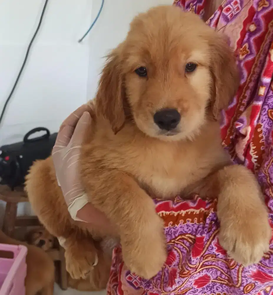 ANAK ANJING GOLDEN RETRIEVER BIG BONE