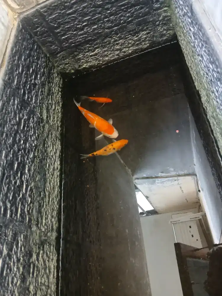 Koi blitar hbisin stok