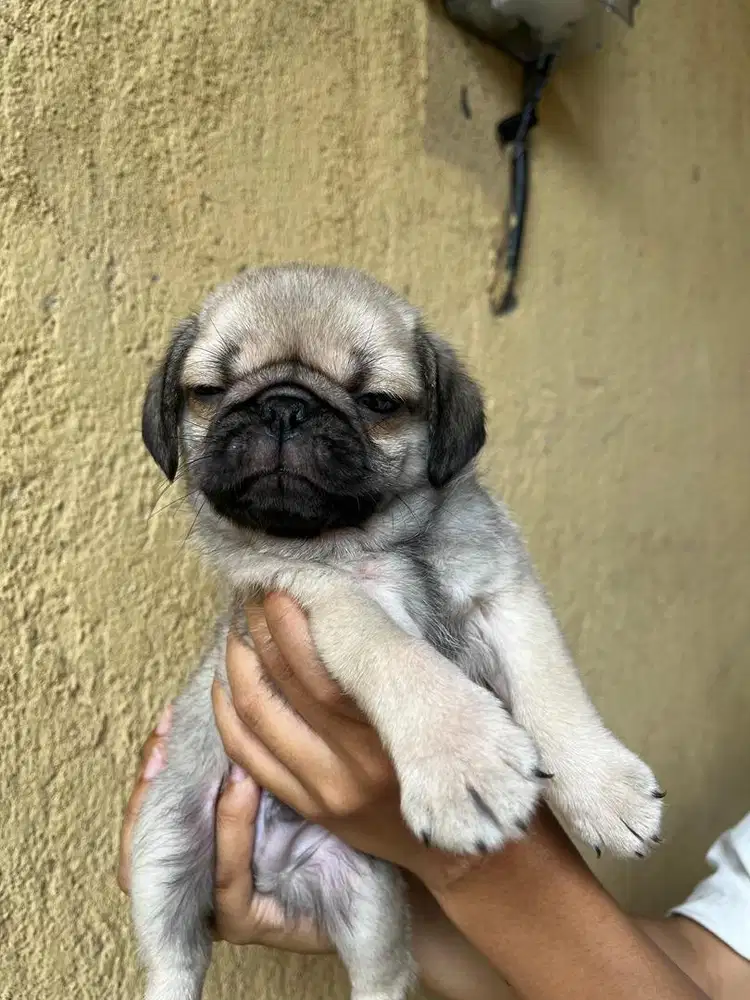 Dijual Anak Anjing Pug Jantan