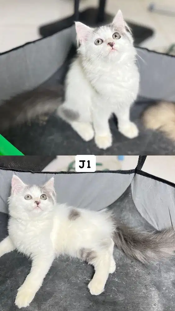 Persia longhair terawat abu putih