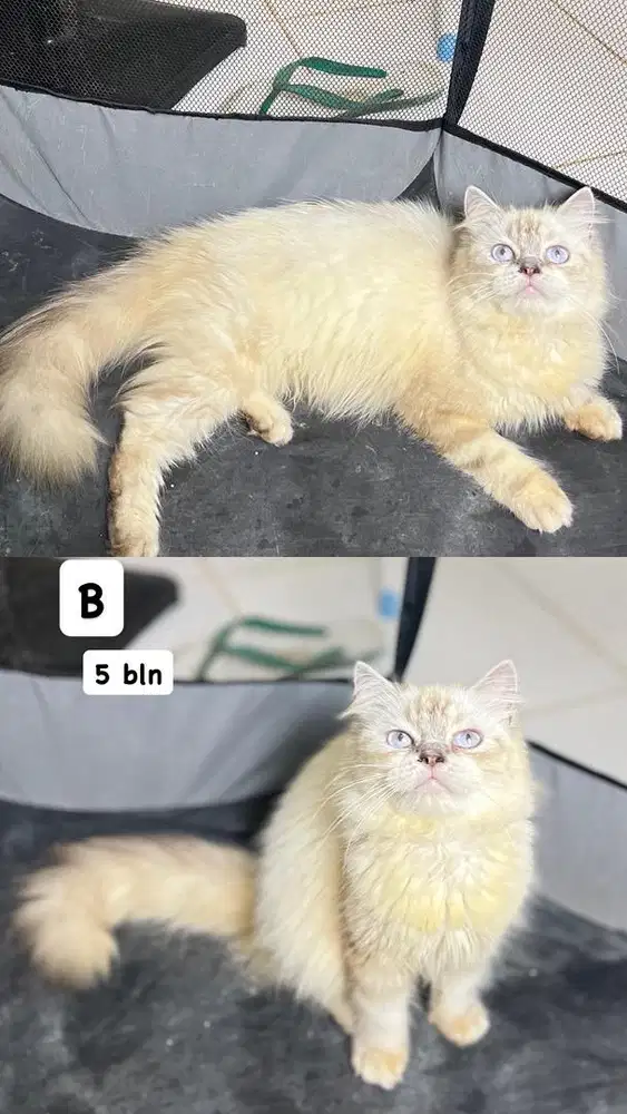 Persia himalaya ragdol mata blue ice mata biru