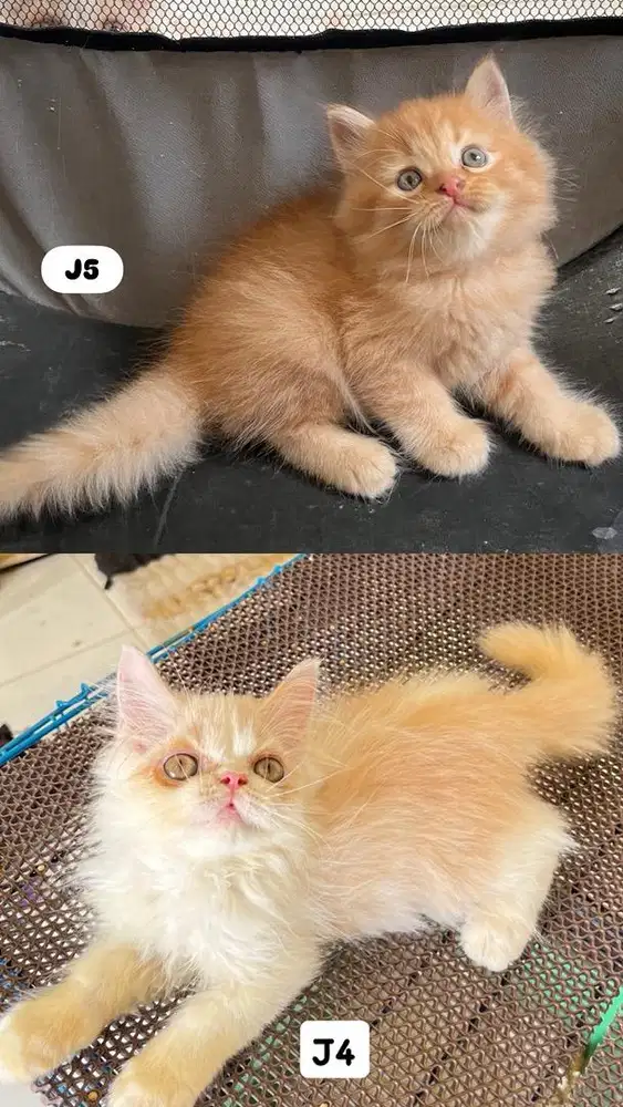 Persia longhair super cute