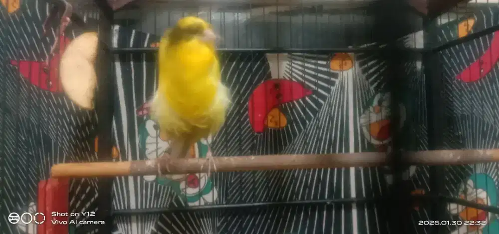 Kenari Rasmi daboland ring iran 25