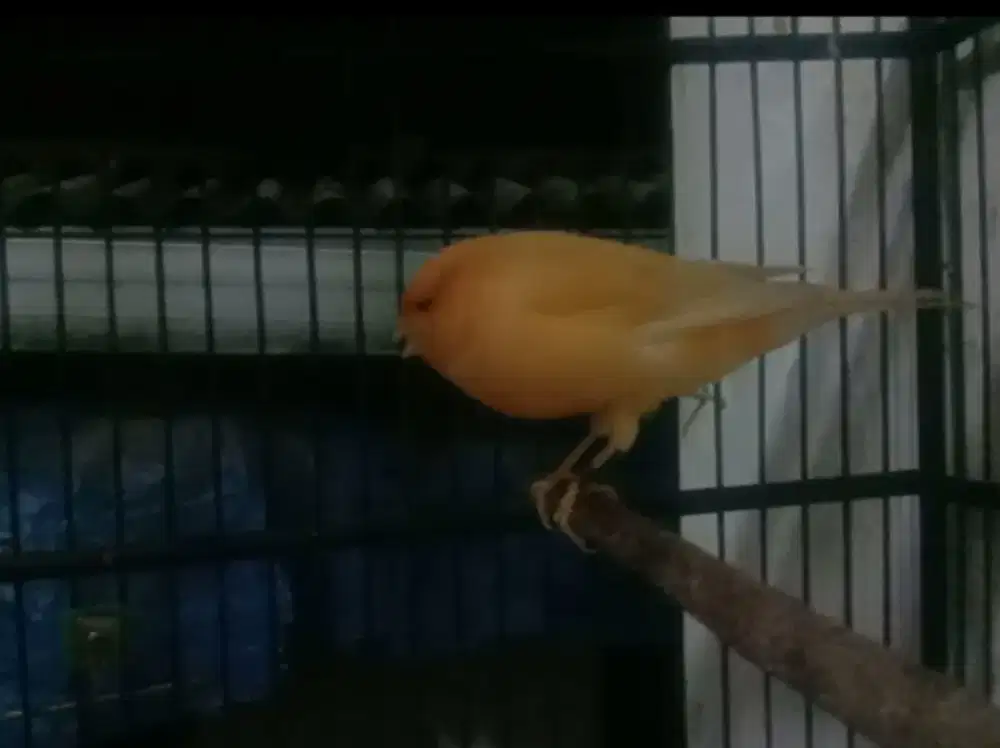 Kenari Yokser foi 25 79HV modena