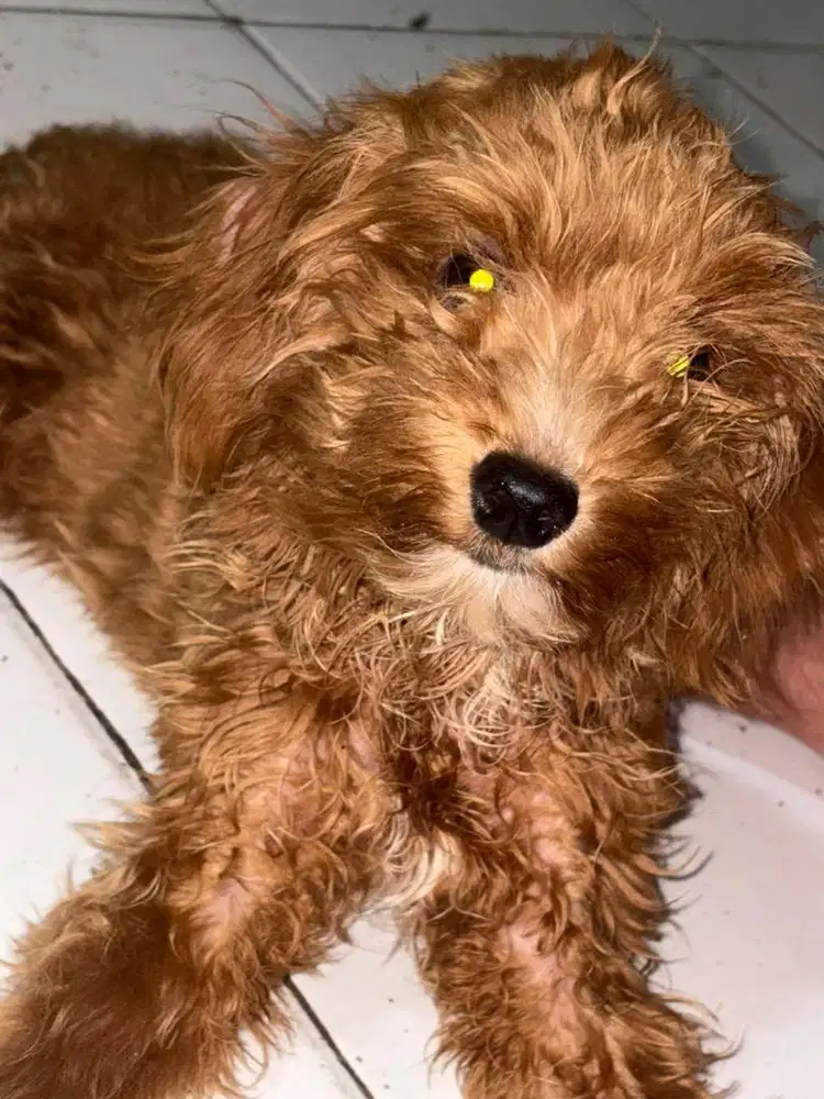 Dijual anjing ras kecil 3bulan