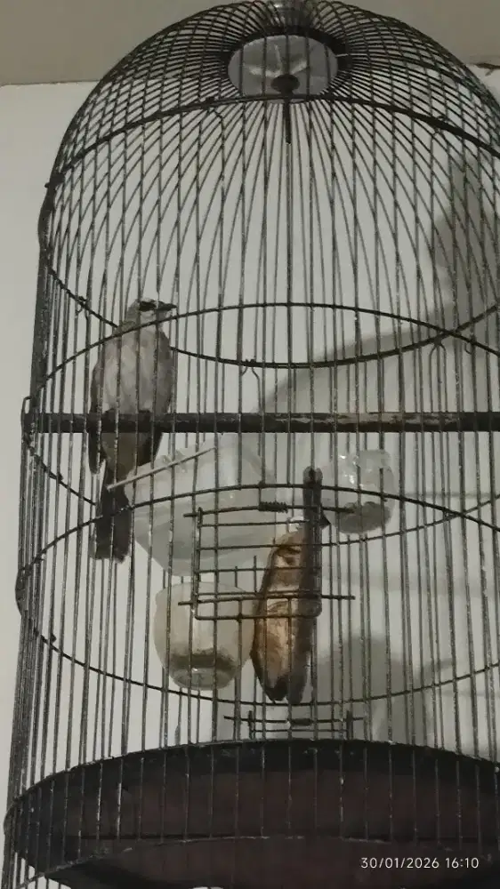 trucukan kebo besar bunyi plus sangkar