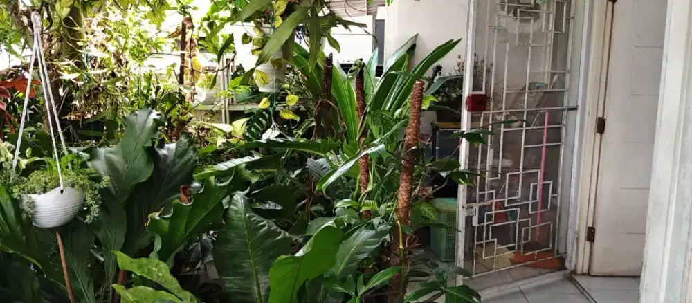 Rumah Tinggal Minimalis Asri