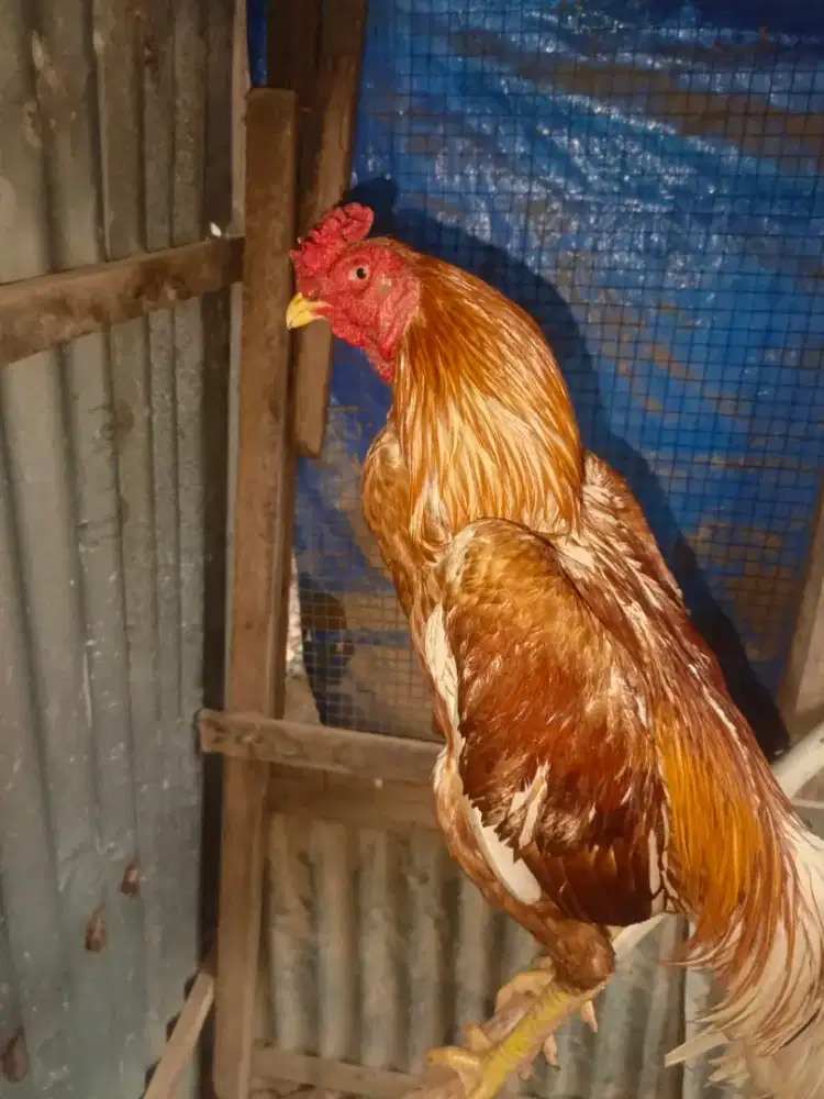 Di jual ayam pluker sipangan koy and magon