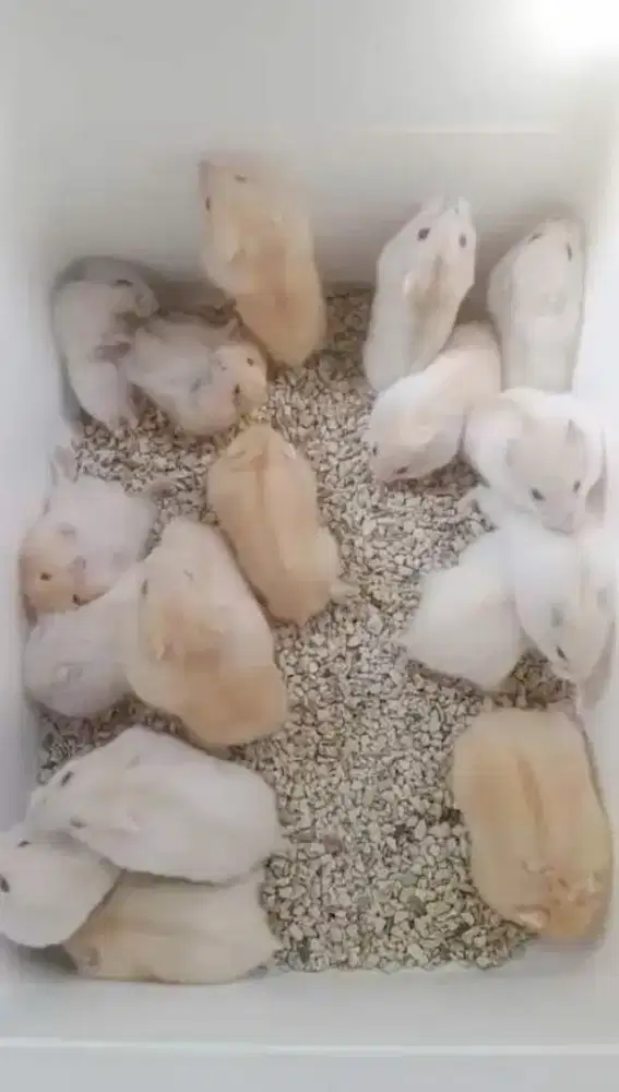 hamster GRATIS winter white ada 6 ekor