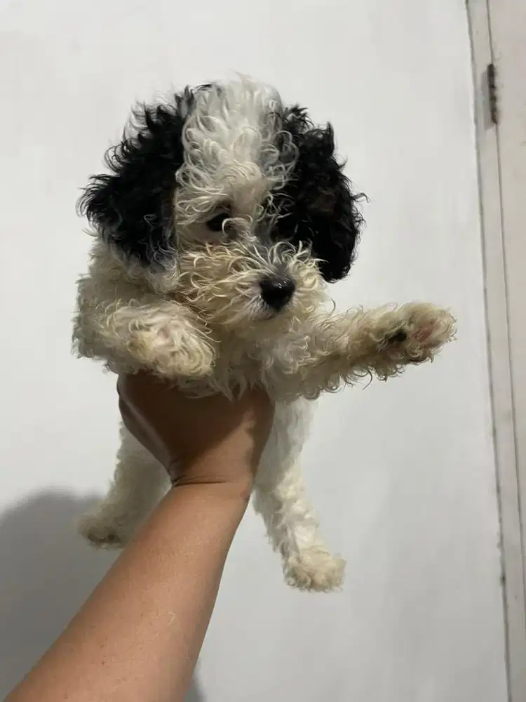 anjing poodle panda jefra kennel