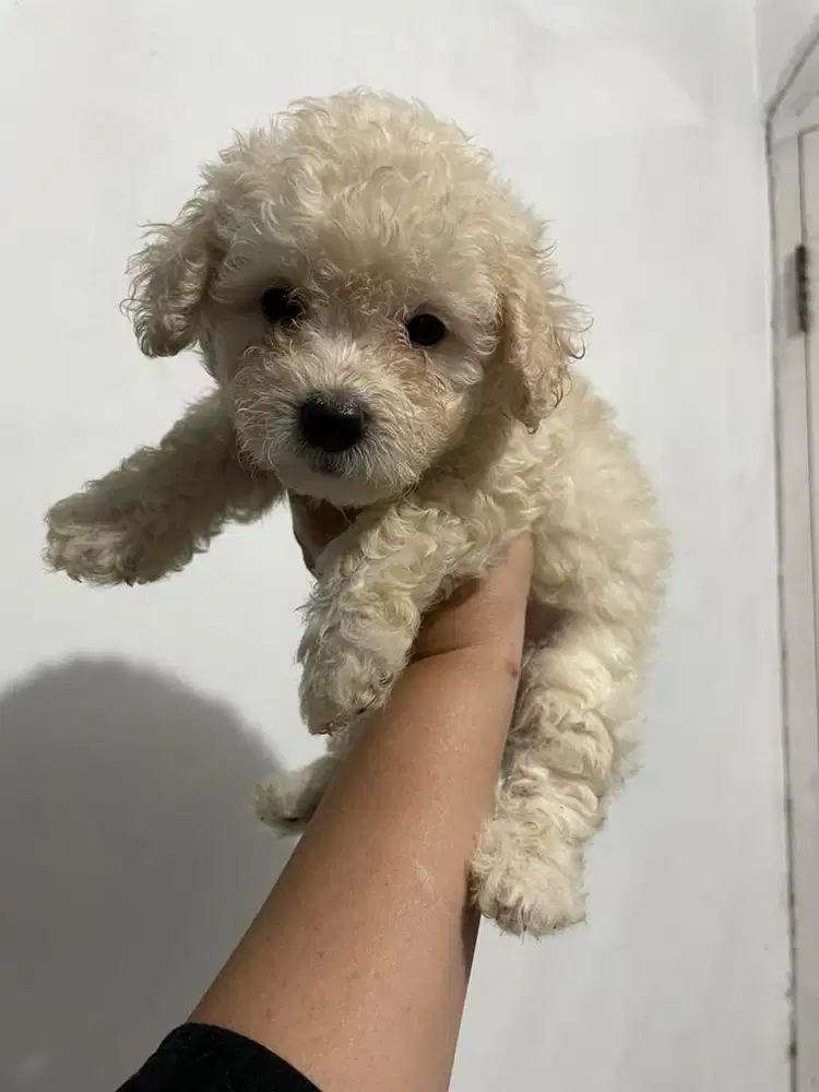 anjing poodle toy poodle jefra kennel
