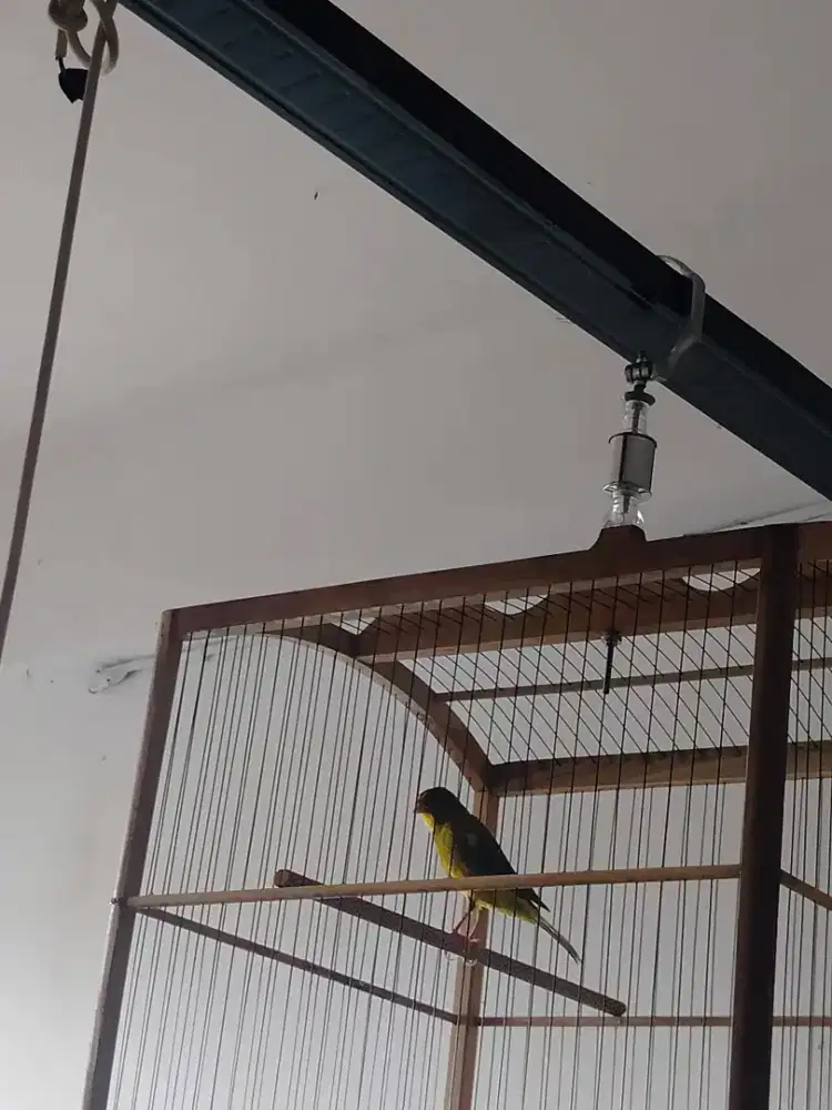 Kenari afs harian rajin