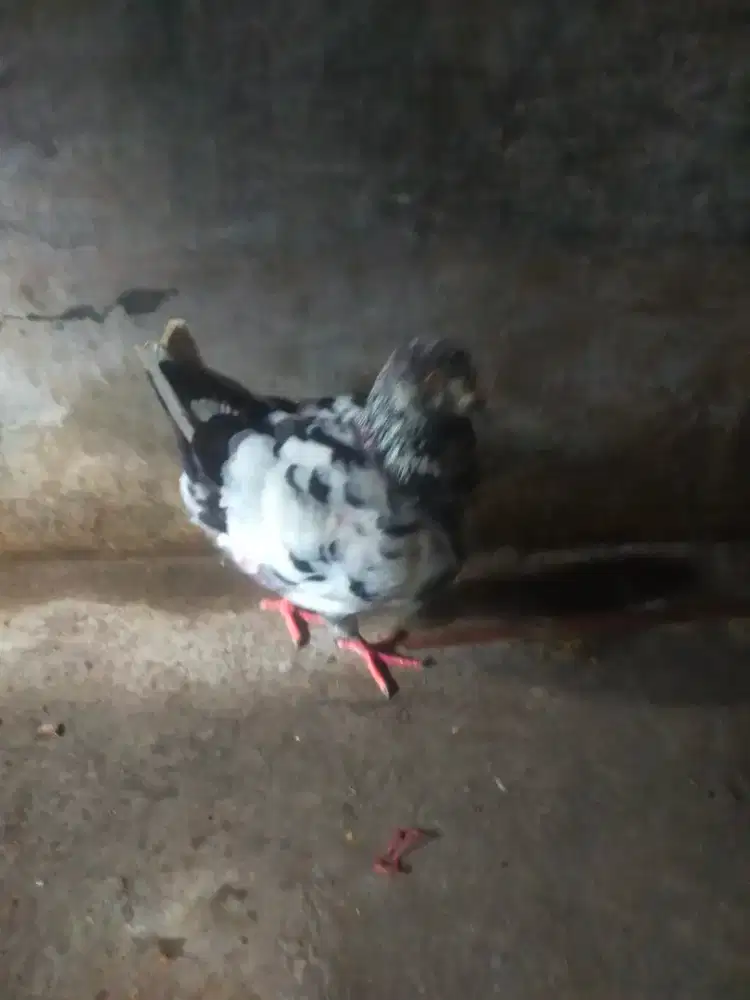 Merpati showkinng 2 pasang