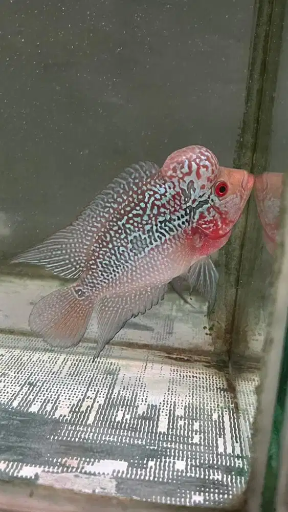 Ikan louhan srm 12 cm