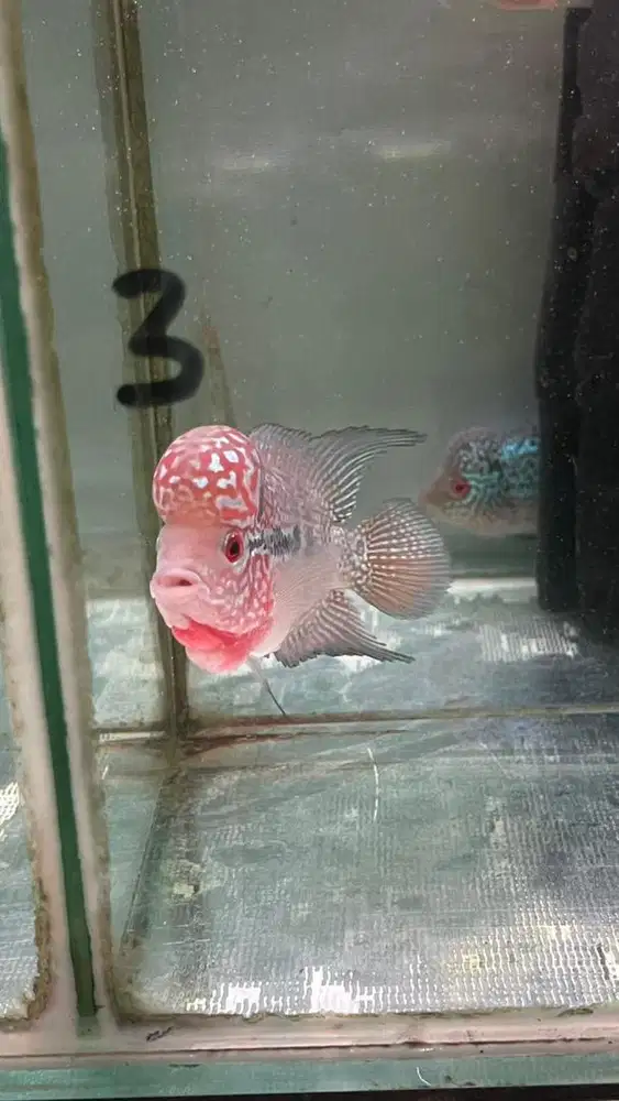 Ikan louhan srm 10 cm.