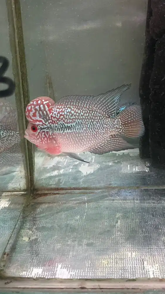 Ikan louhan srm 10 cm 2 jari