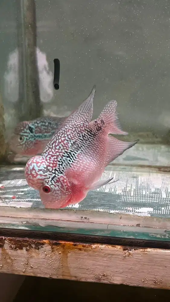 Ikan louhan srm kecil jenong 10 cm 2 jari