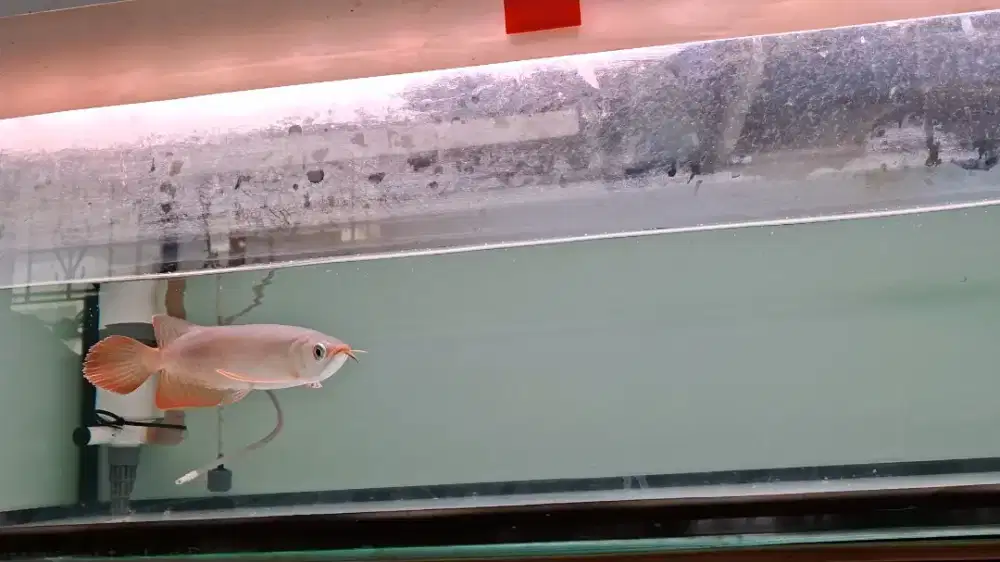 Super red -+ 20cm.ori kalbar. Lengkap serti chip