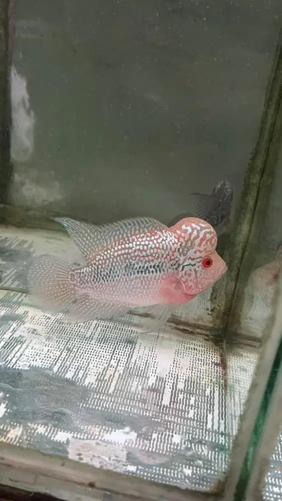 Ikan louhan srm 10 cm badan 2 jari