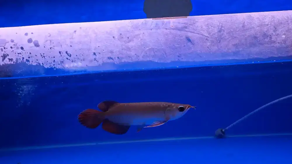 Arwana super red -+ 19-20cm.lengkap serti chip