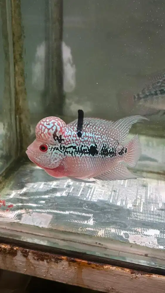 Ikan louhan srm 10 cm. Badan 2 jari