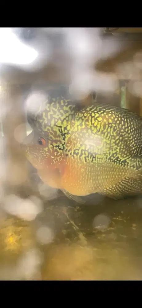 Ikan Louhan/Lohan Bonsai/Short body SRD