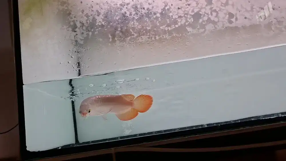 Arwama super red,lengkap serti chip. Size 20-21cm