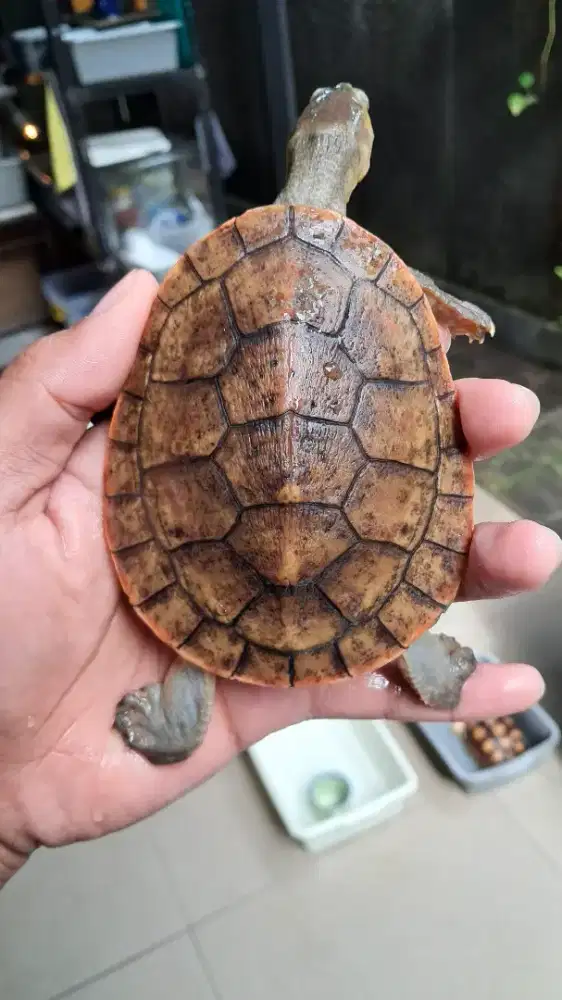 Dada merah bukan res atau brazil