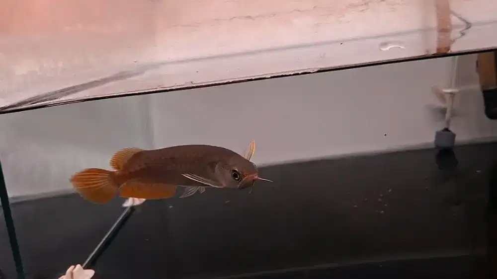 Super red. Size 14cm