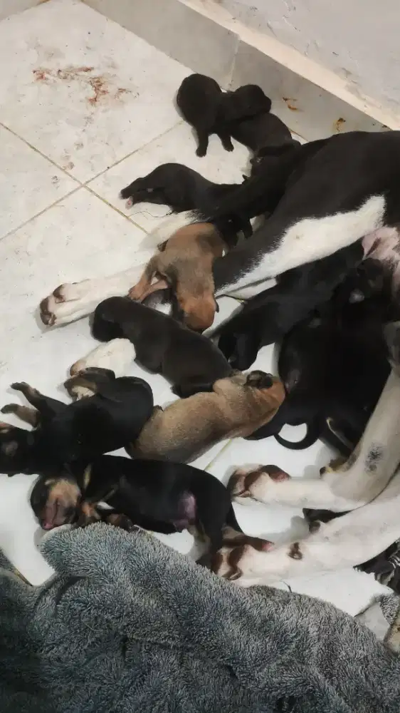 Anak Anjing Mix Rottweiler