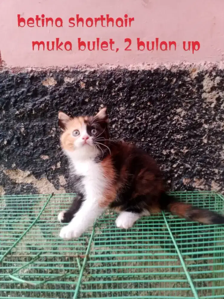 Kucing Persia mix Scottish
