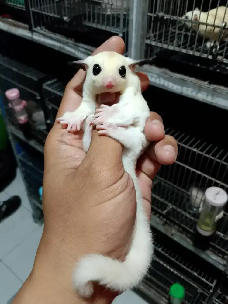 Sugar glider Joey TPM jantan