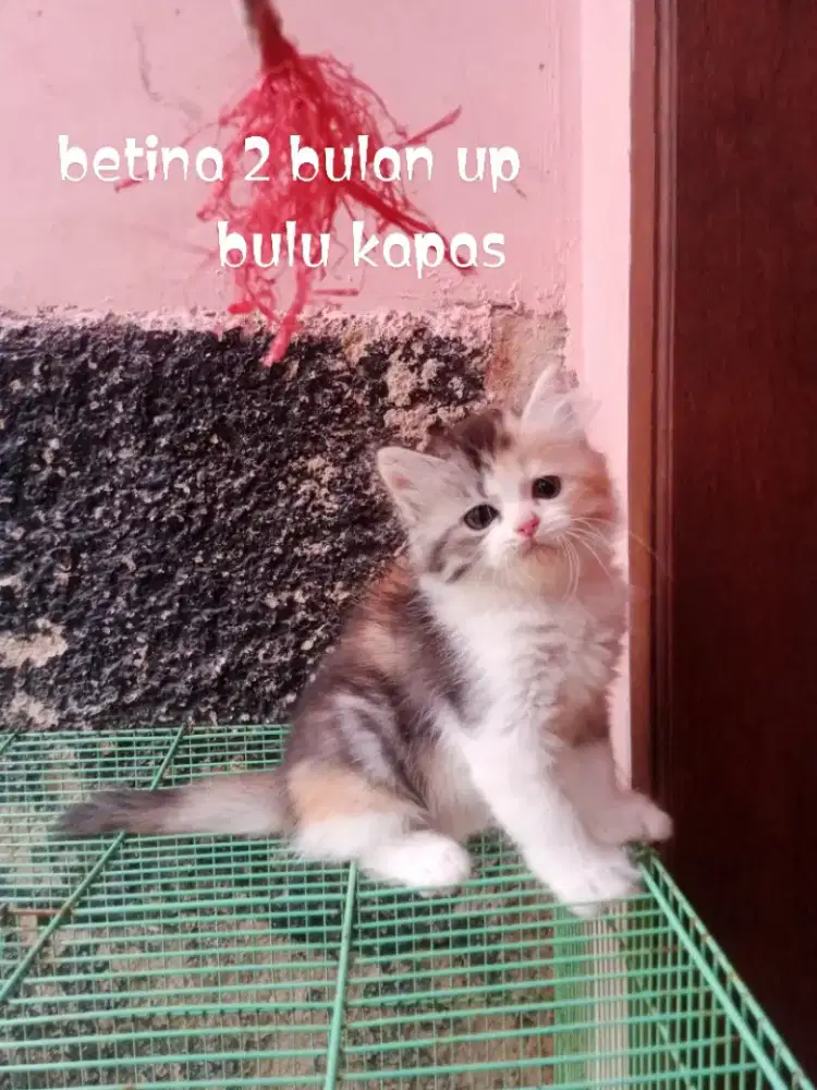 Kucing Persia medium