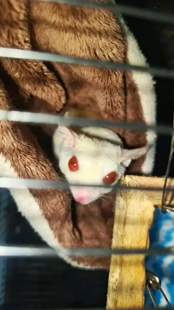 Jual cepat Sugar Glider Creamino Betina