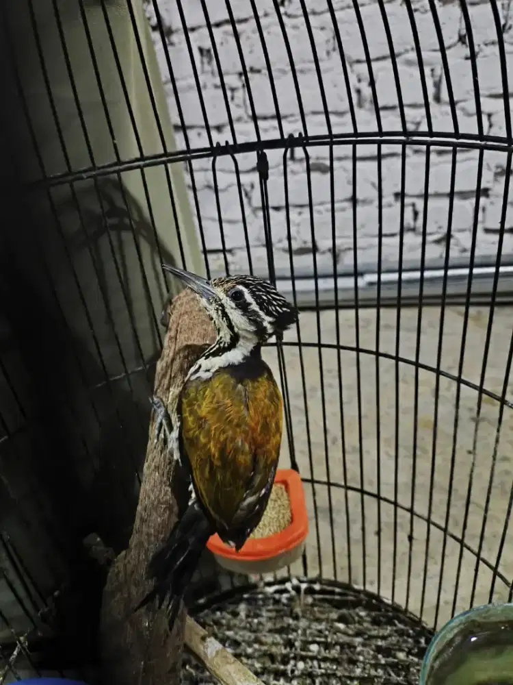 Burung masteran buat murai dan ijo