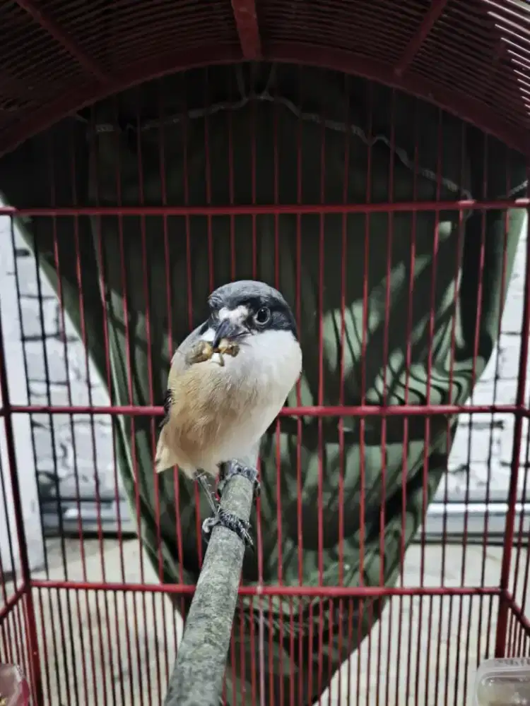 Burung cendet Bojonegoro jinak