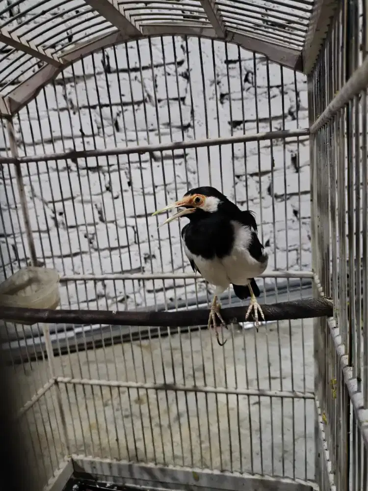 Burung buat masteran