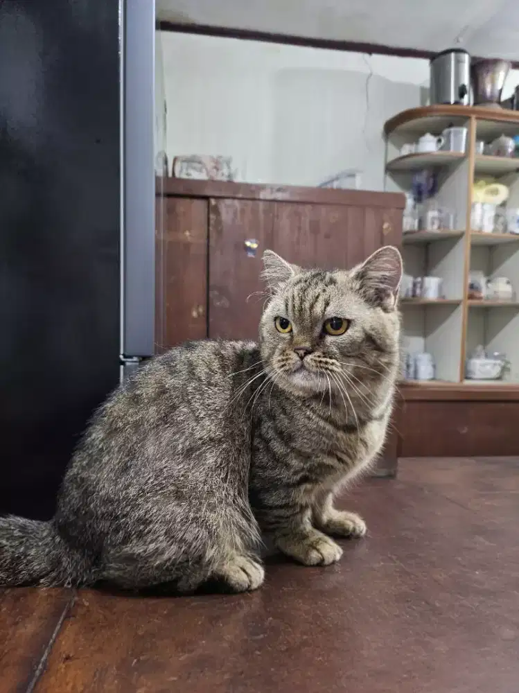 Munchkin BSH Jantan Belajar Kawin