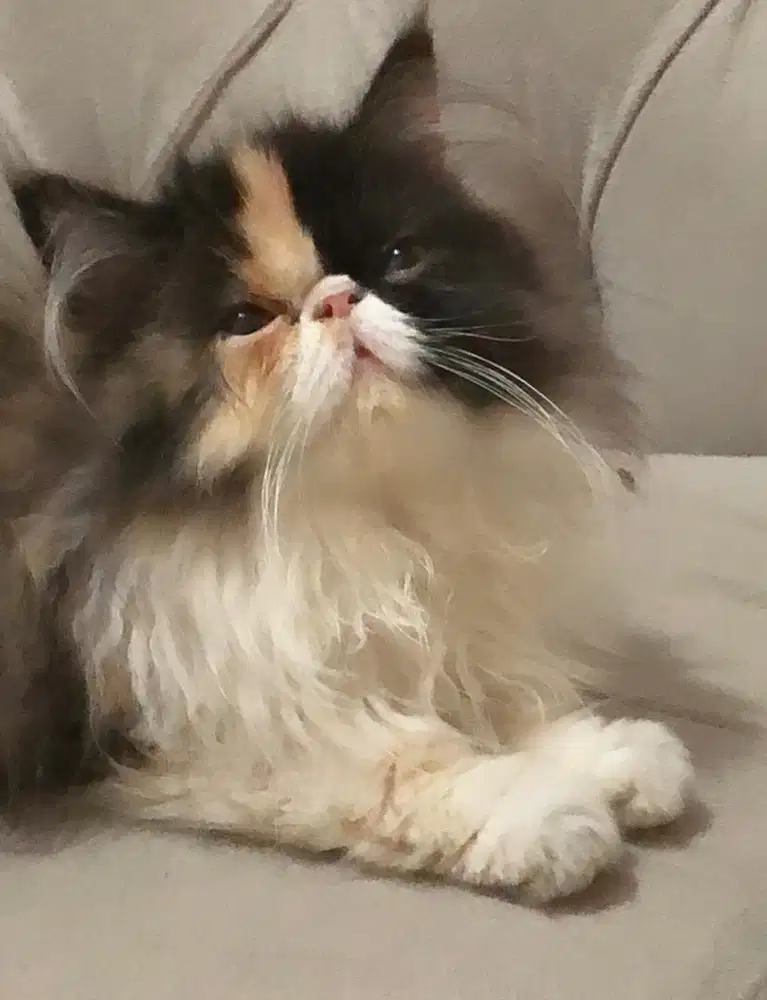 KUCING PEAKNOSE EXSTREM LONGHAIR