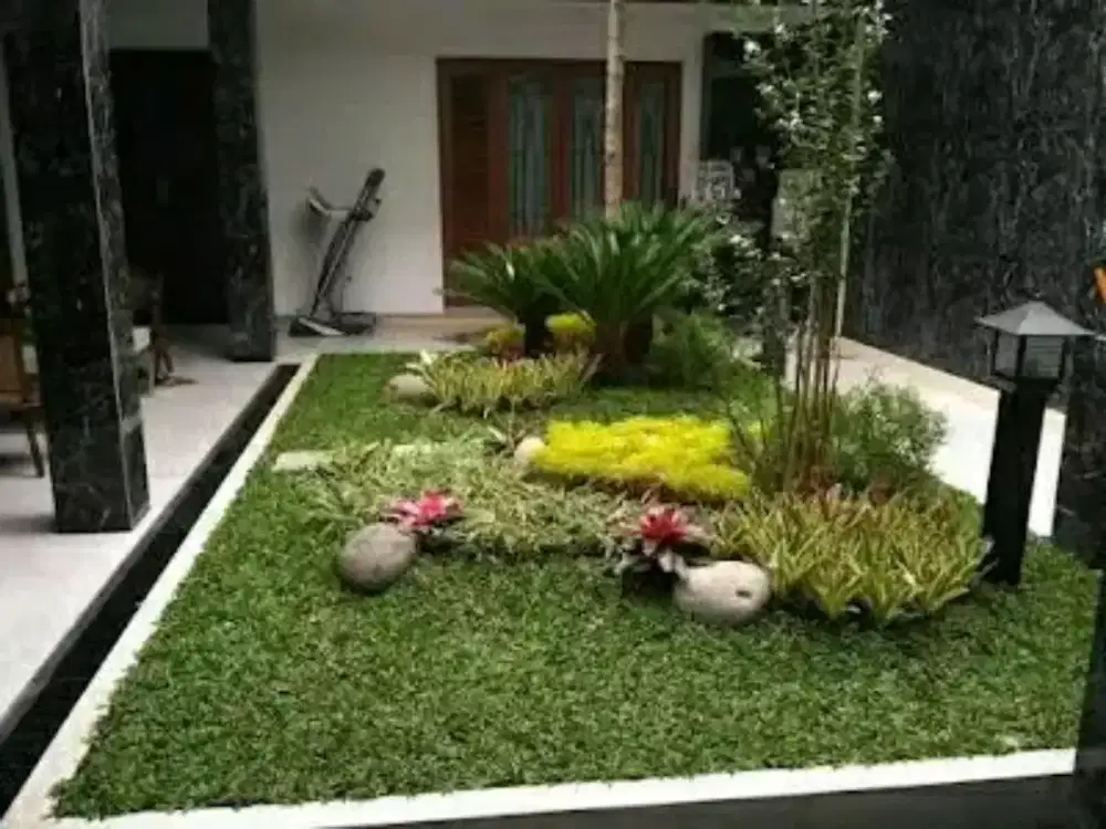 Jual rumput hias gajah mini