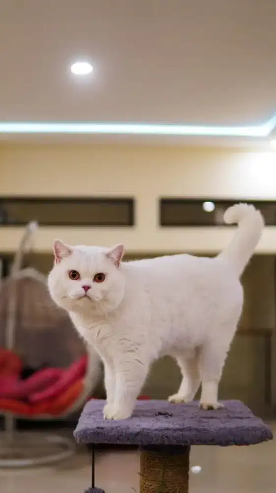 Kucing BSH PURE jantan