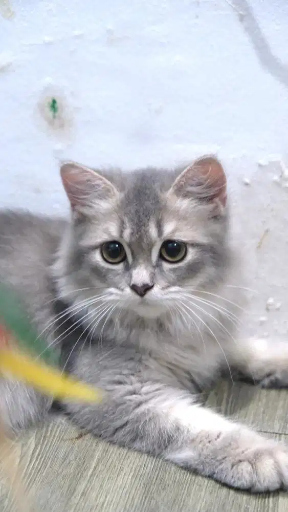 BRITISH LONG HAIR / BSH / BLH