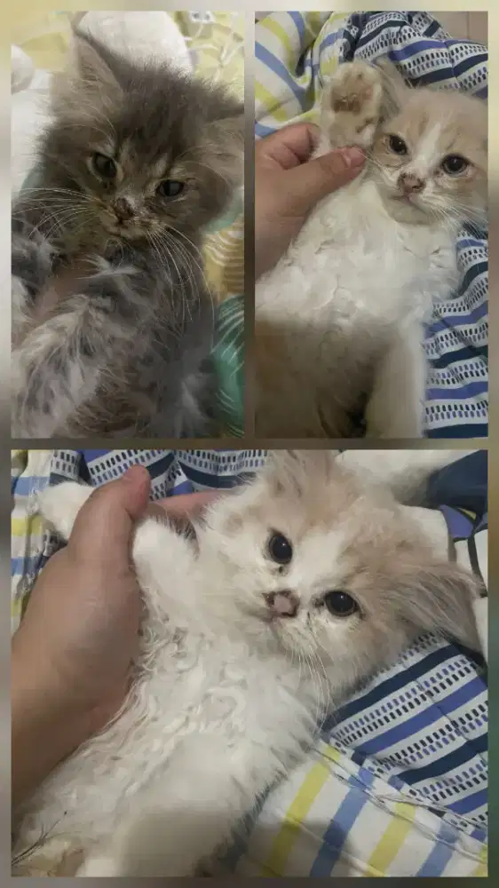 Lepas adopt persian