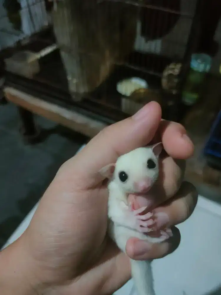 Sugar glider joey sg leucistic