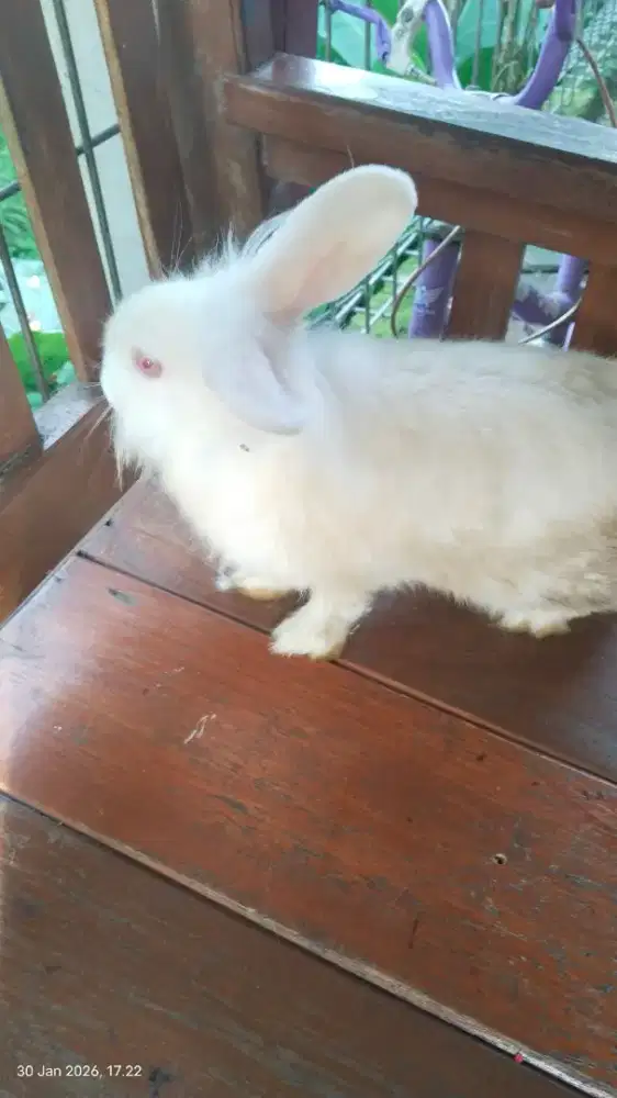 Kelinci jenis anggora lokal (topeng)