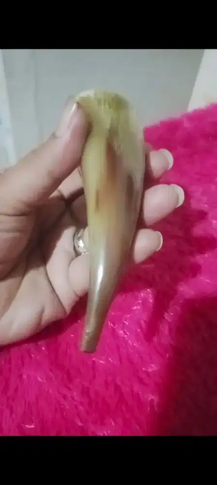 Pipa tanduk kerbau bule jumbo