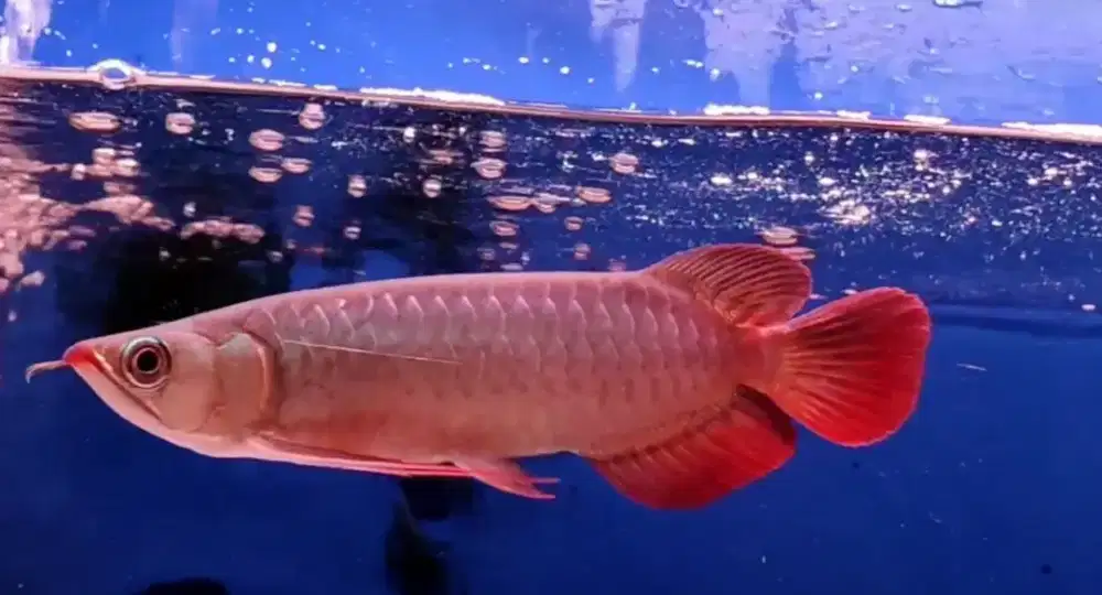 Arwana super red 24-25cm
